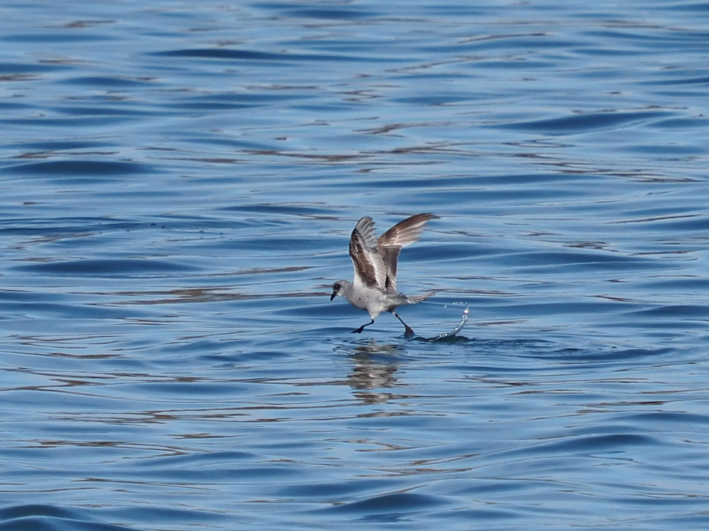 Hydrobates furcatus (Fork-tailed Storm- Petrel), California species