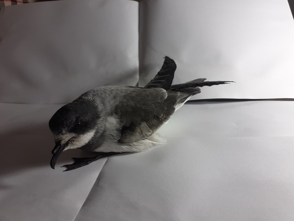 Oceanodroma hornbyi (Ringed Storm-Petrel), California species