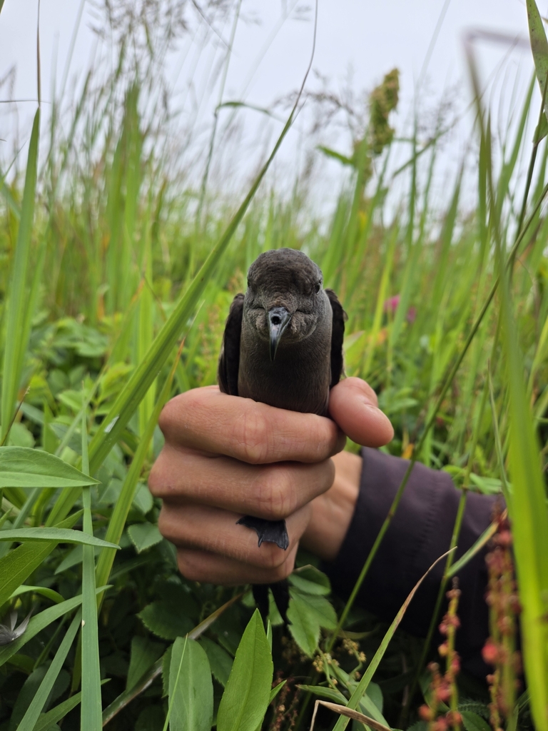 Oceanodroma leucorhoa (Leach's Storm-Petrel), California species