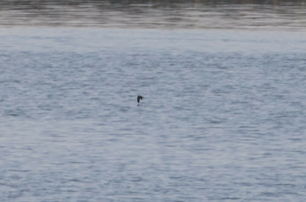 Oceanodroma microsoma (Least Storm-Petrel), California species