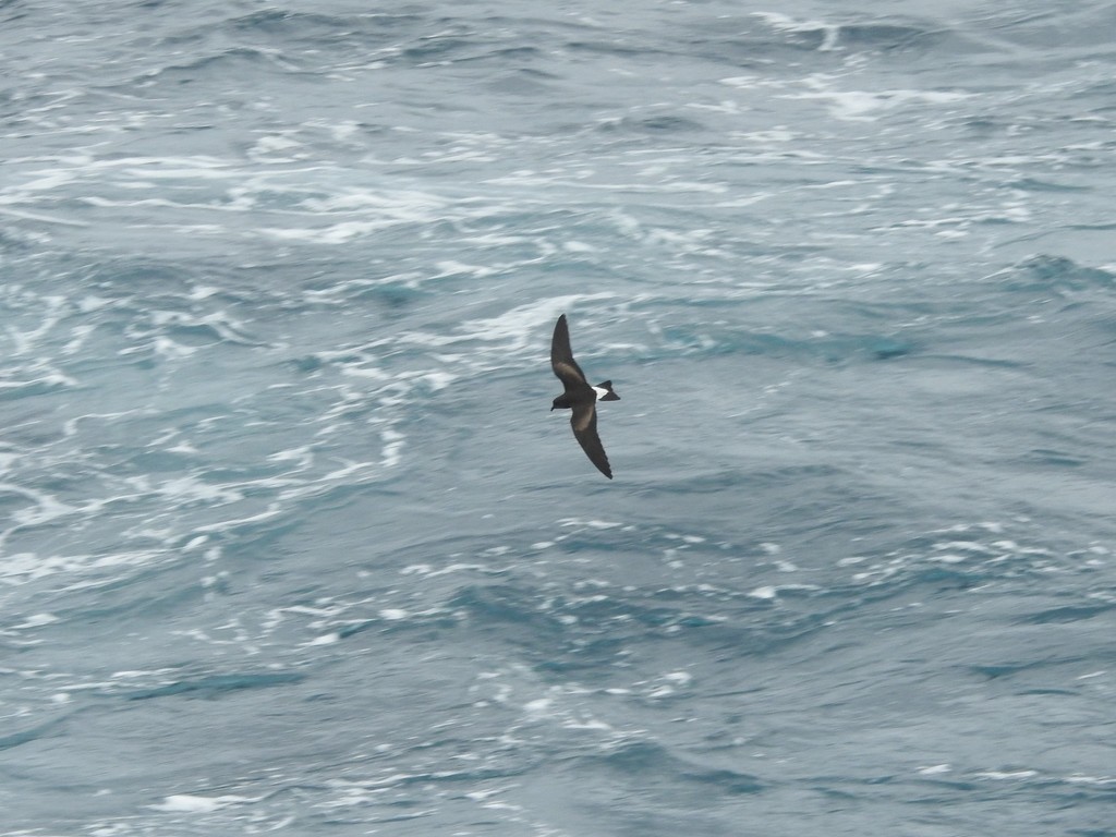 Oceanodroma tethys (Wedge-rumped Storm-Petrel), California species