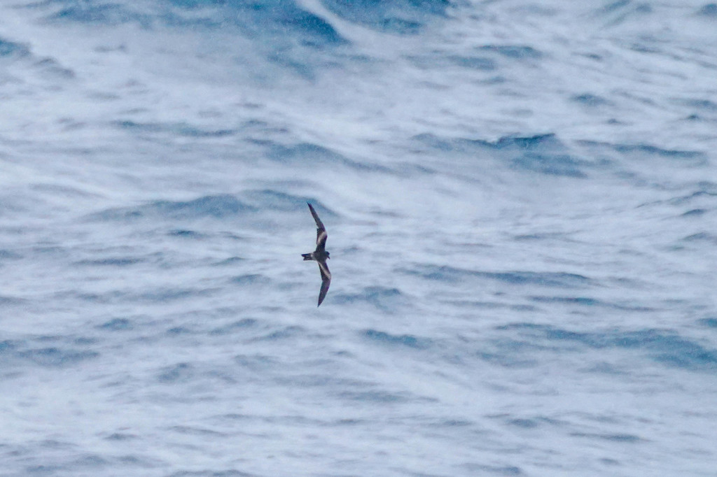 Oceanodroma tristrami (Tristram's Storm-Petrel), California species