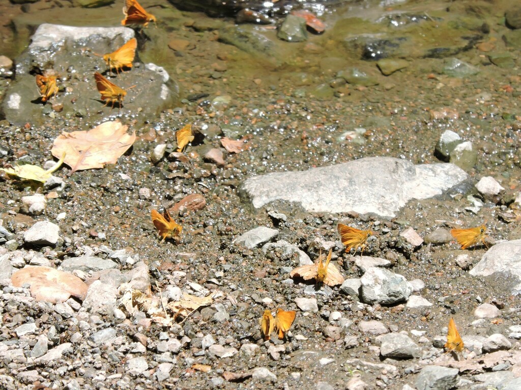 Ochlodes agricola (Rural Skipper), California species