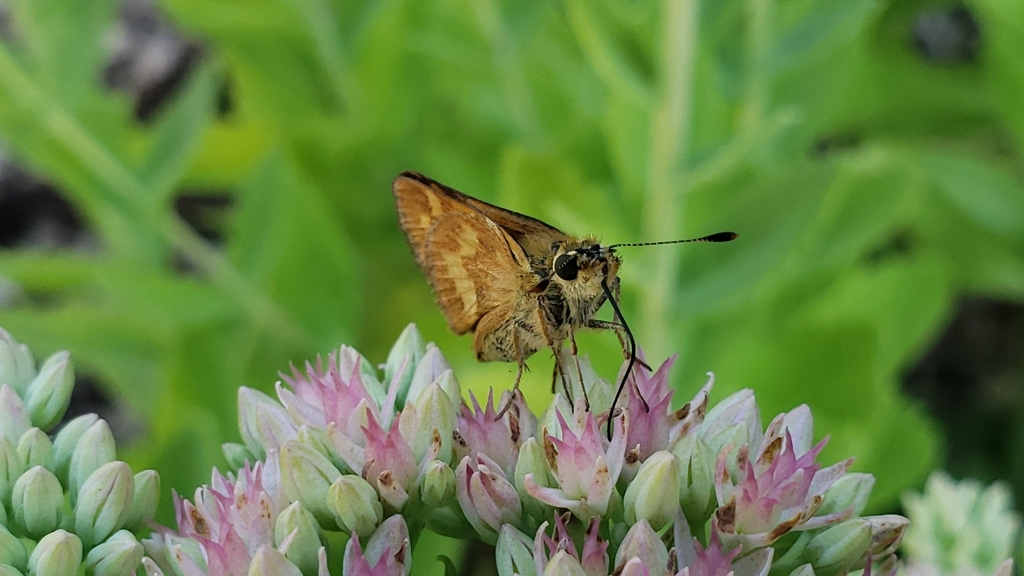 Ochlodes sylvanoides (Woodland Skipper), California species