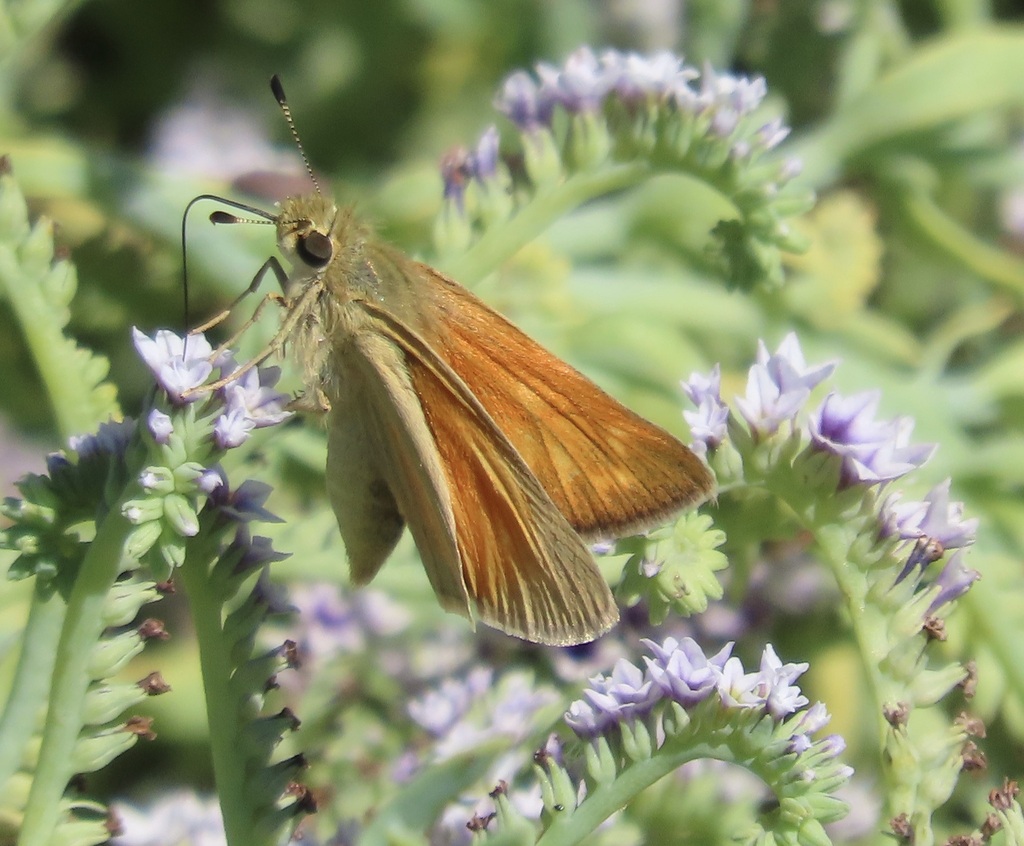 Ochlodes yuma (Yuma Skipper), California species