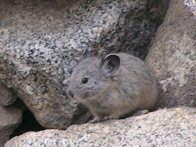 Ochotona princeps schisticeps (Gray-headed Pika), California species