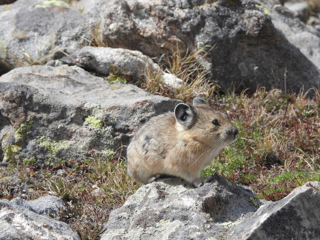 Ochotona princeps (American Pika), California species