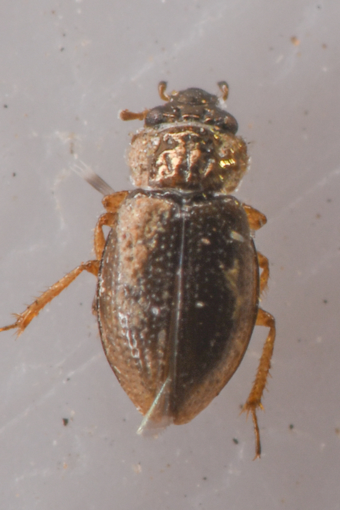 Ochthebius crassalus (Wing Shoulder Minute Moss Beetle), California species
