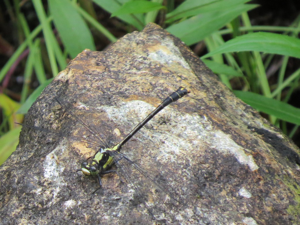 Octogomphus specularis (Grappletail), California species