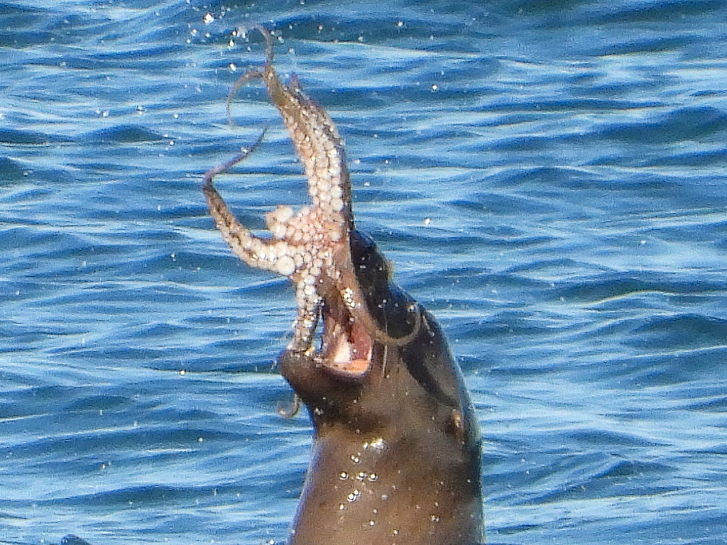 Octopus bimaculoides (Lesser Two-spot Octopus), California species