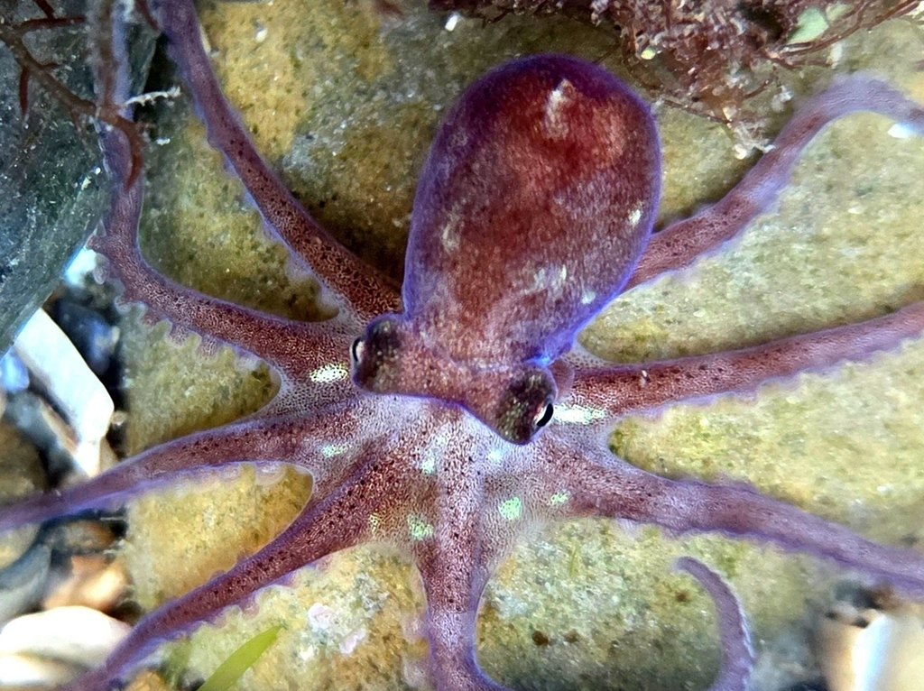 Octopus micropyrsus (California Lilliput Octopus), California species