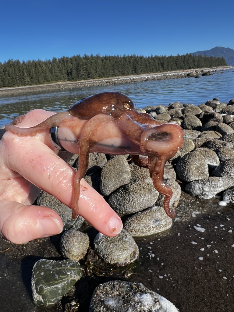 Octopus rubescens (East Pacific Red Octopus), California species