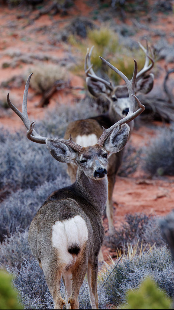Odocoileus hemionus (Mule Deer), California species