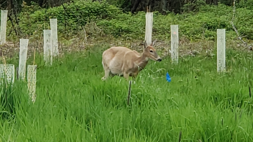 Odocoileus virginianus leucurus (Columbian white-tailed deer), California species