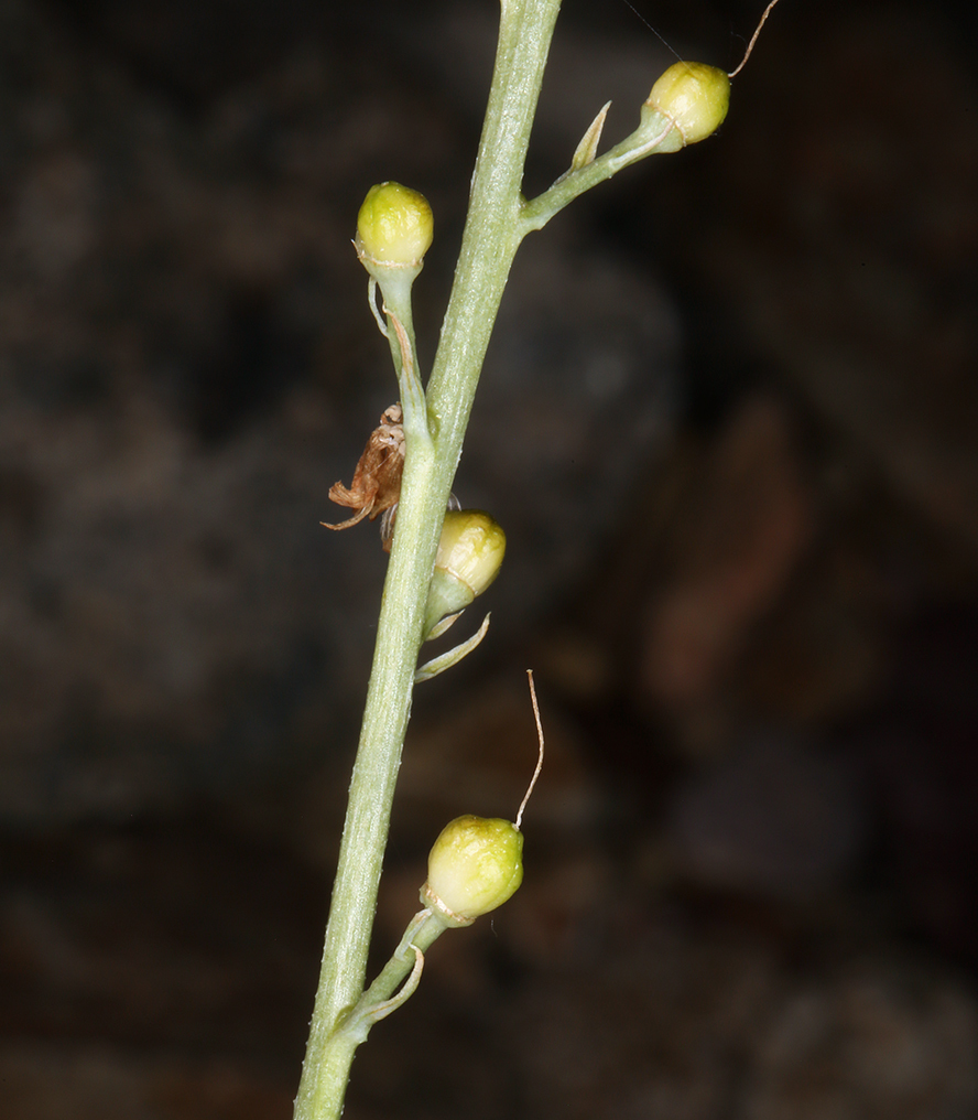 Odontostomum hartwegii (Hartweg's doll's lily), native California herb