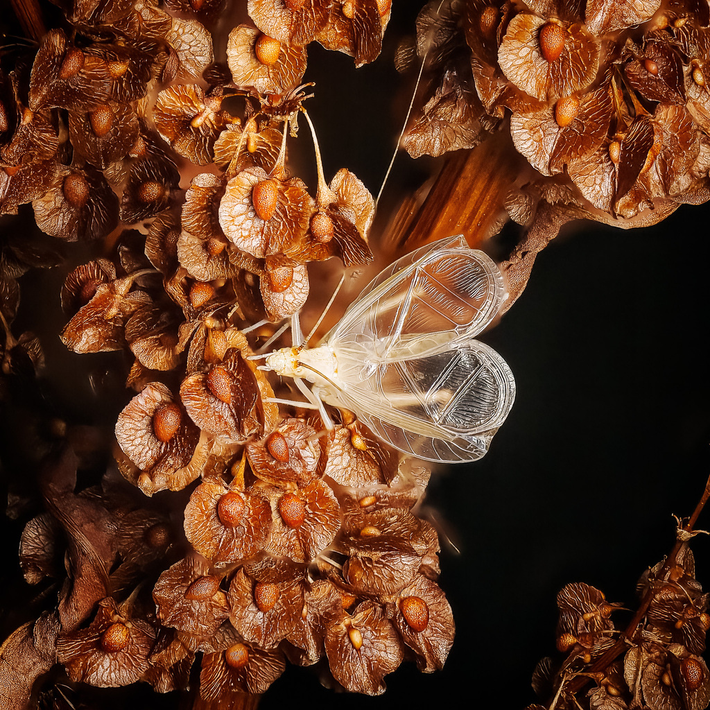 Oecanthus californicus (Western Tree Cricket), California species