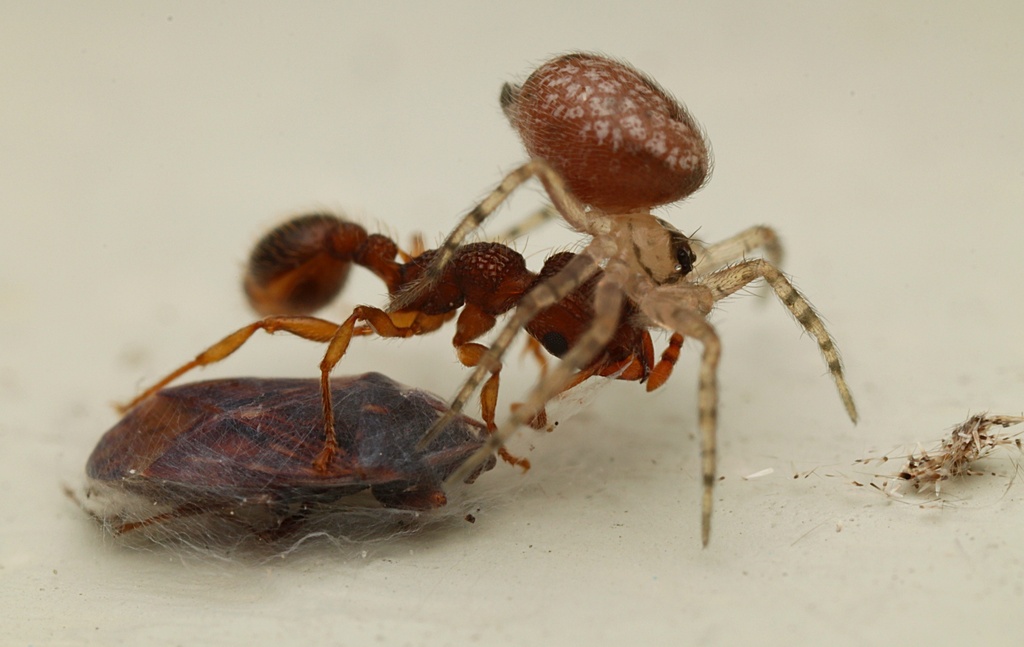 Oecobius navus (Wall Spider), California species