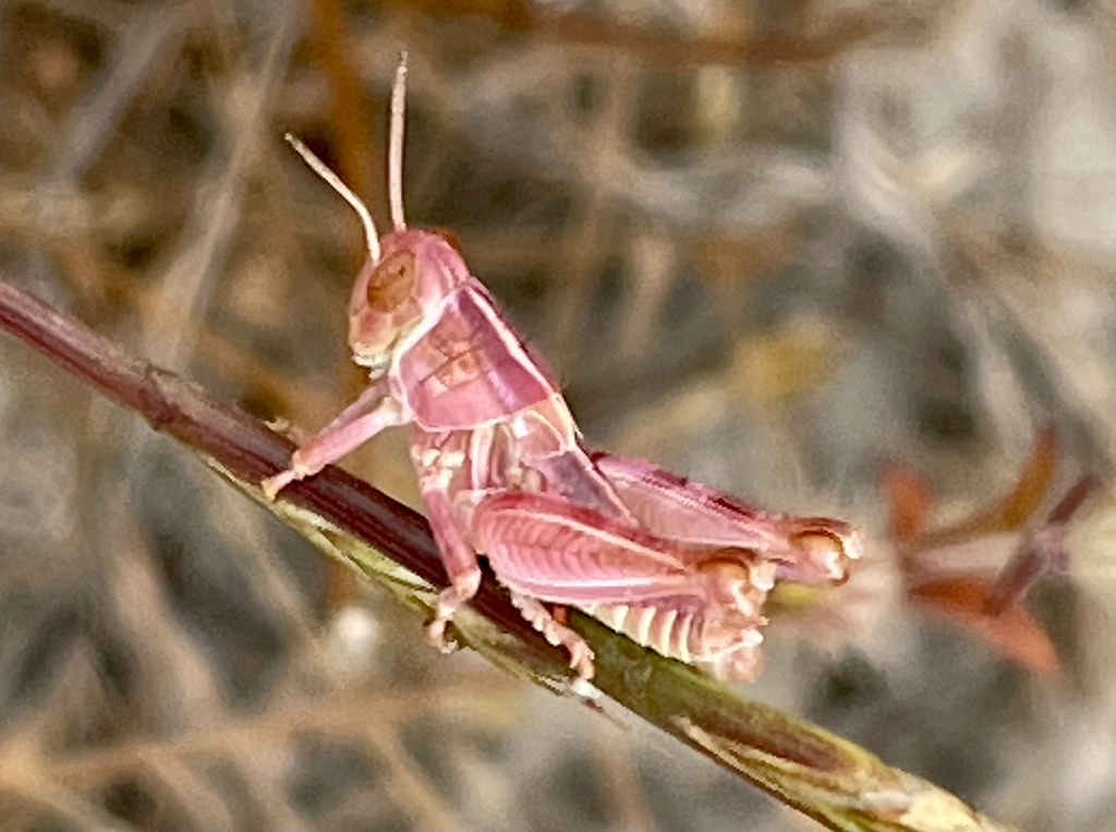 Oedaleonotus enigma (Valley Grasshopper), California species