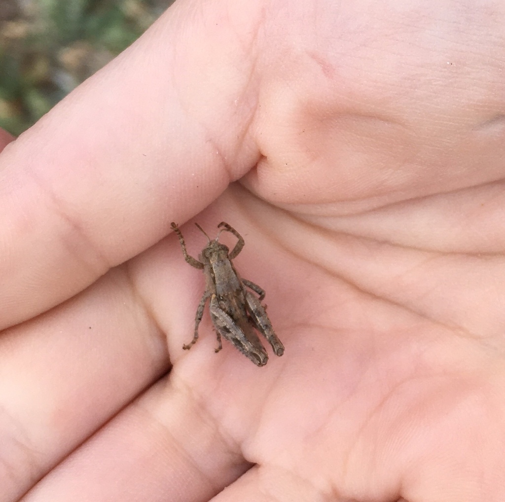 Oedaleonotus phryneicus, California species