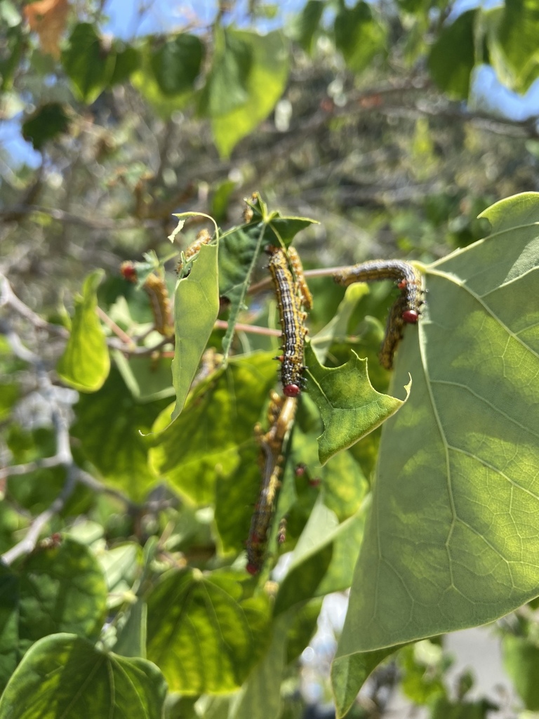 Oedemasia salicis (Western Red-Humped Caterpillar Moth), California species