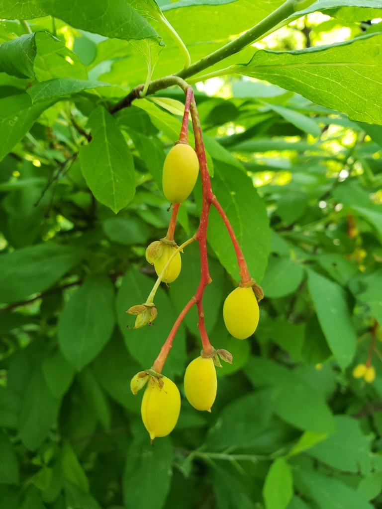 Oemleria cerasiformis (Indian plum), native California shrub / tree
