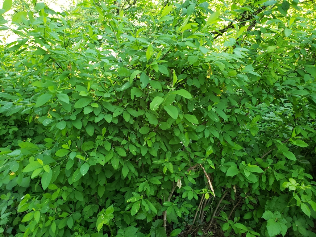 Oemleria sp. (Oso berry), native California annual