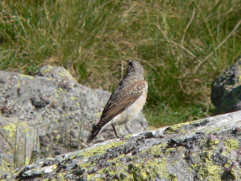 Oenanthe oenanthe (Northern Wheatear), California species