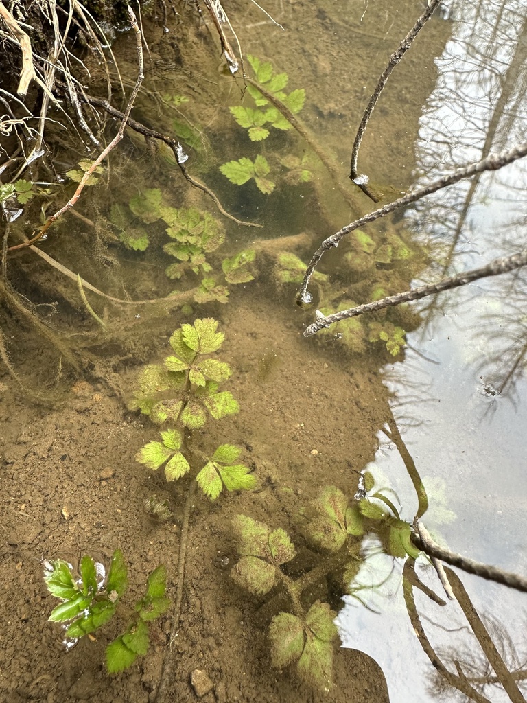 Oenanthe sarmentosa (Pacific oenanthe), native California herb