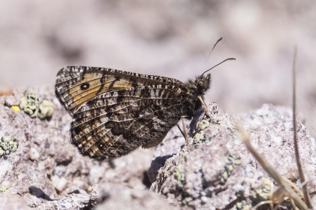 Oeneis chryxus (Chryxus Arctic), California species