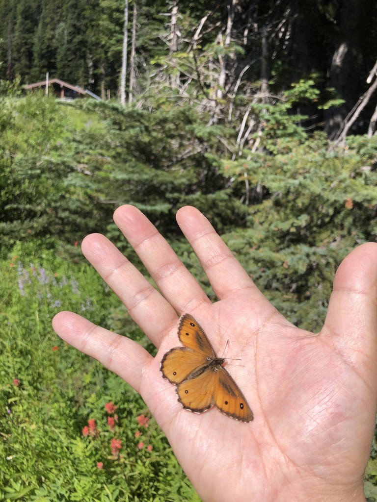 Oeneis nevadensis (Great Arctic), California species