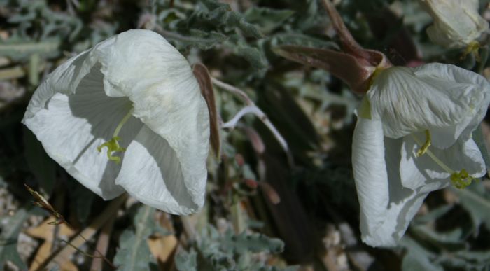 Oenothera avita — parent species of Oenothera avita subsp. californica