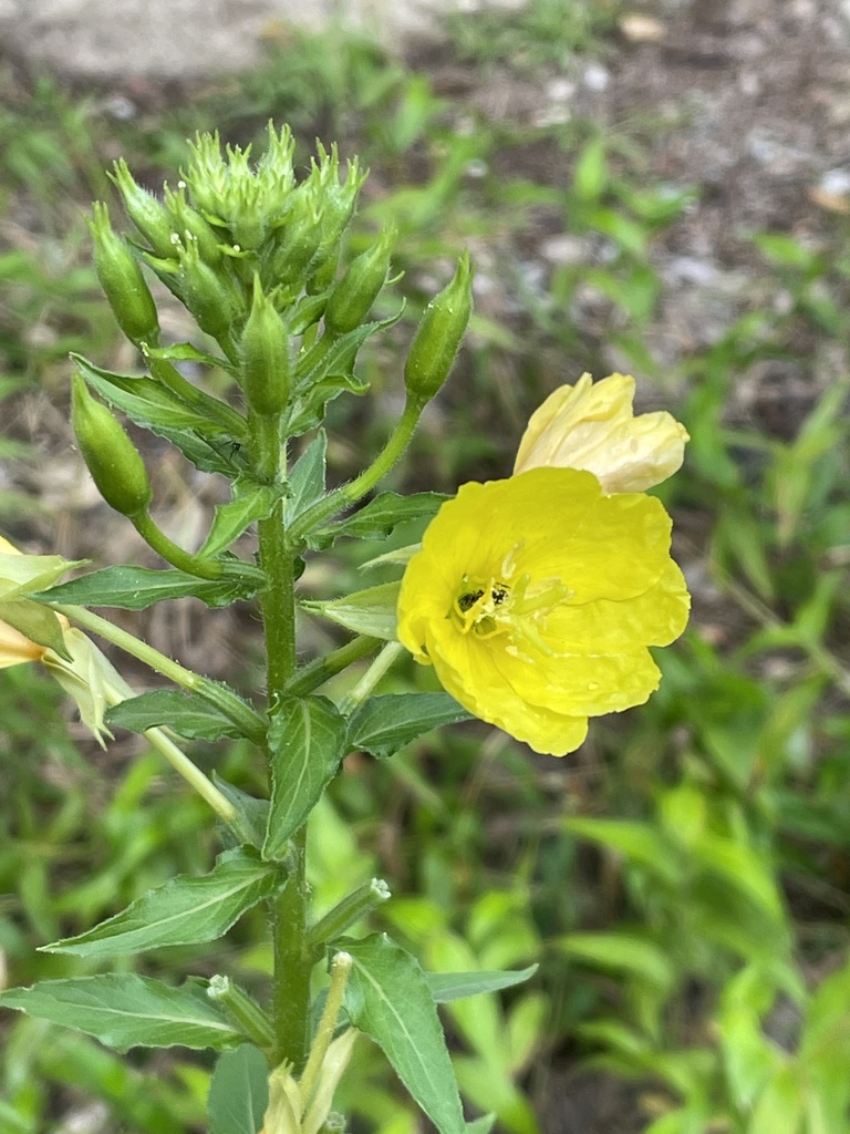 Oenothera biennis (Common evening-primrose), non-native California herb