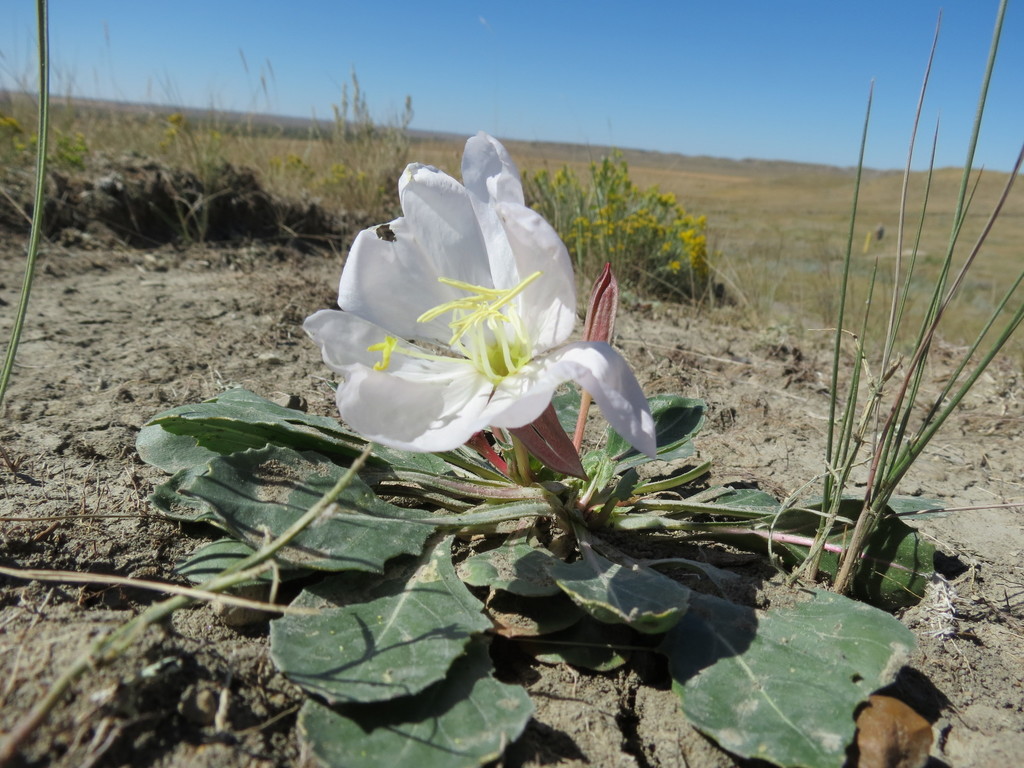 Oenothera cespitosa — parent species of Oenothera cespitosa subsp. crinita