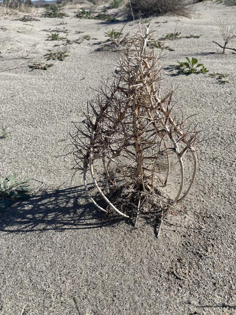 Oenothera deltoides — parent species of Oenothera deltoides subsp. piperi