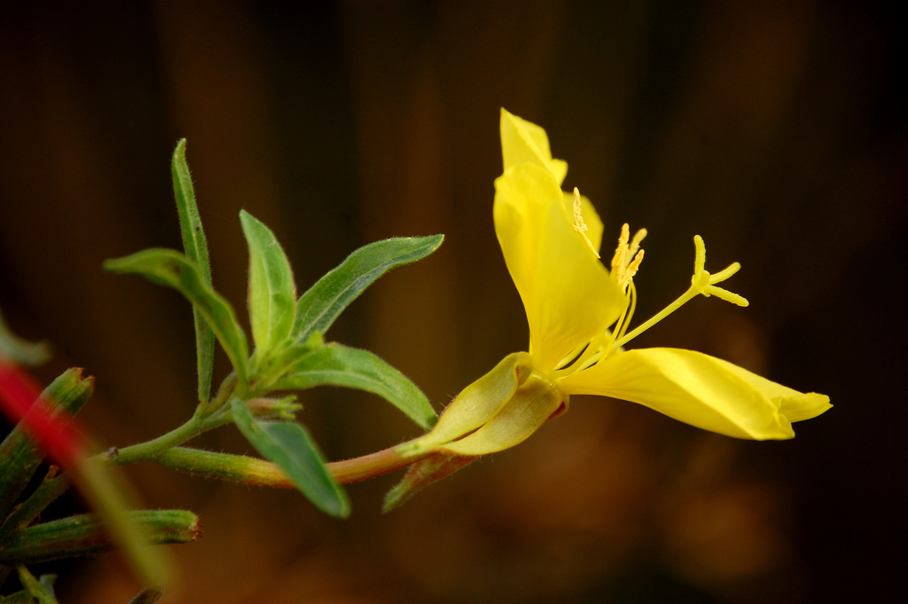 Oenothera elata subsp. hirsutissima, native California herb