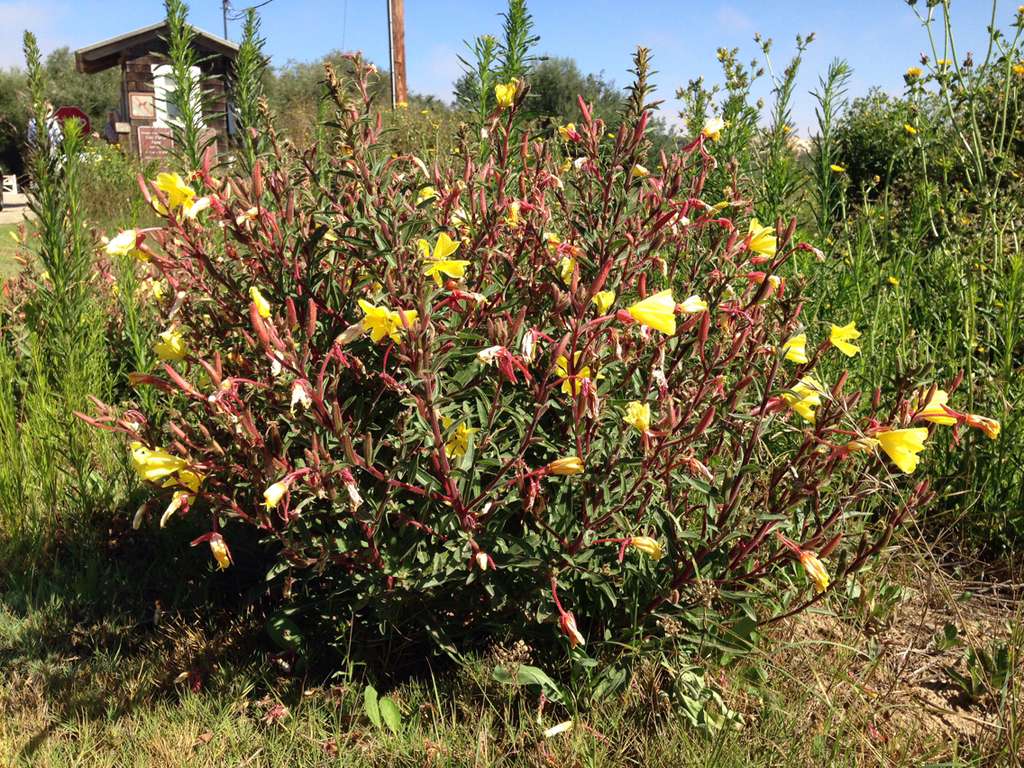 Oenothera elata subsp. hookeri, native California herb
