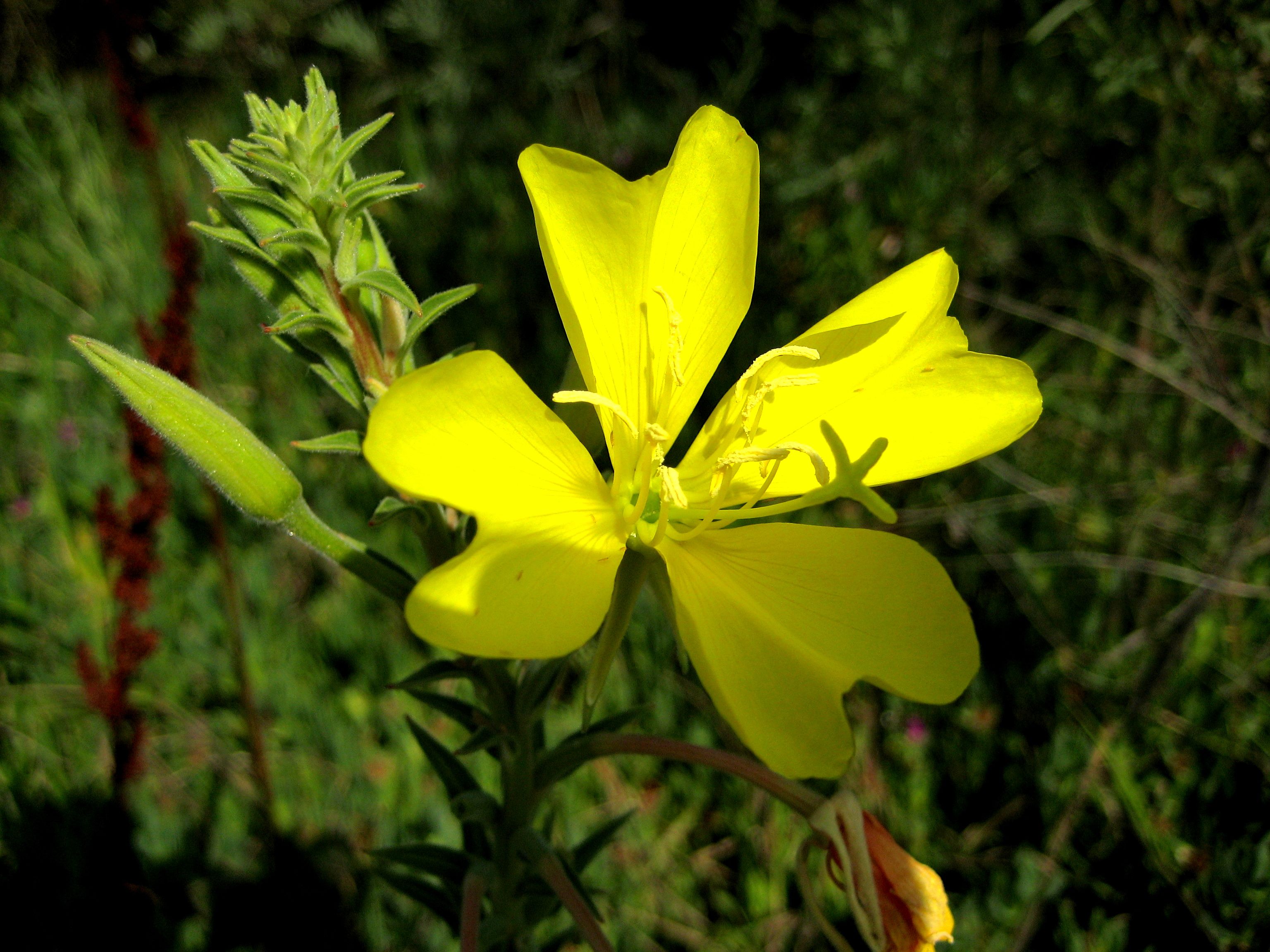 Oenothera elata (Evening primrose), native California herb