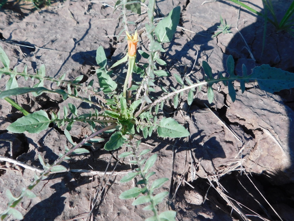Oenothera flava (Yellow evening primrose), native California herb