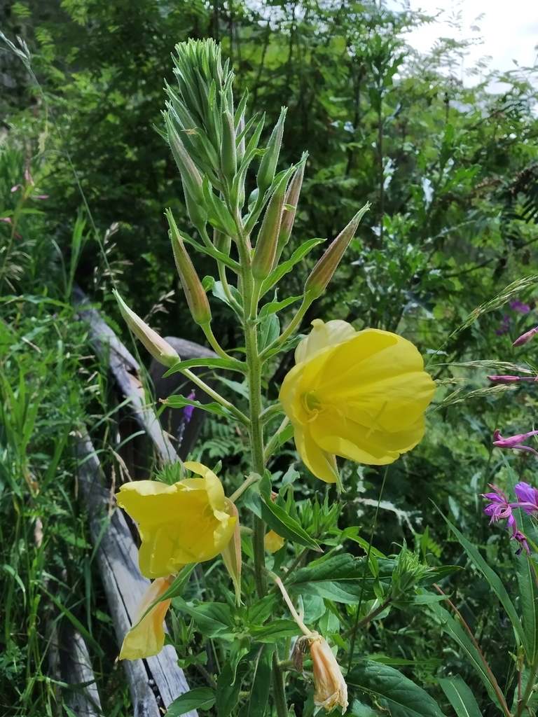 Oenothera glazioviana (Red sepaled evening primrose), non-native California herb