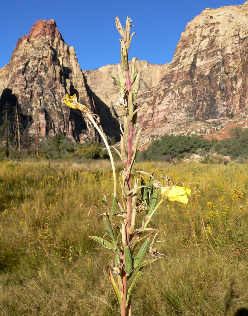 Oenothera longissima (Long-stem evening-primrose), native California herb