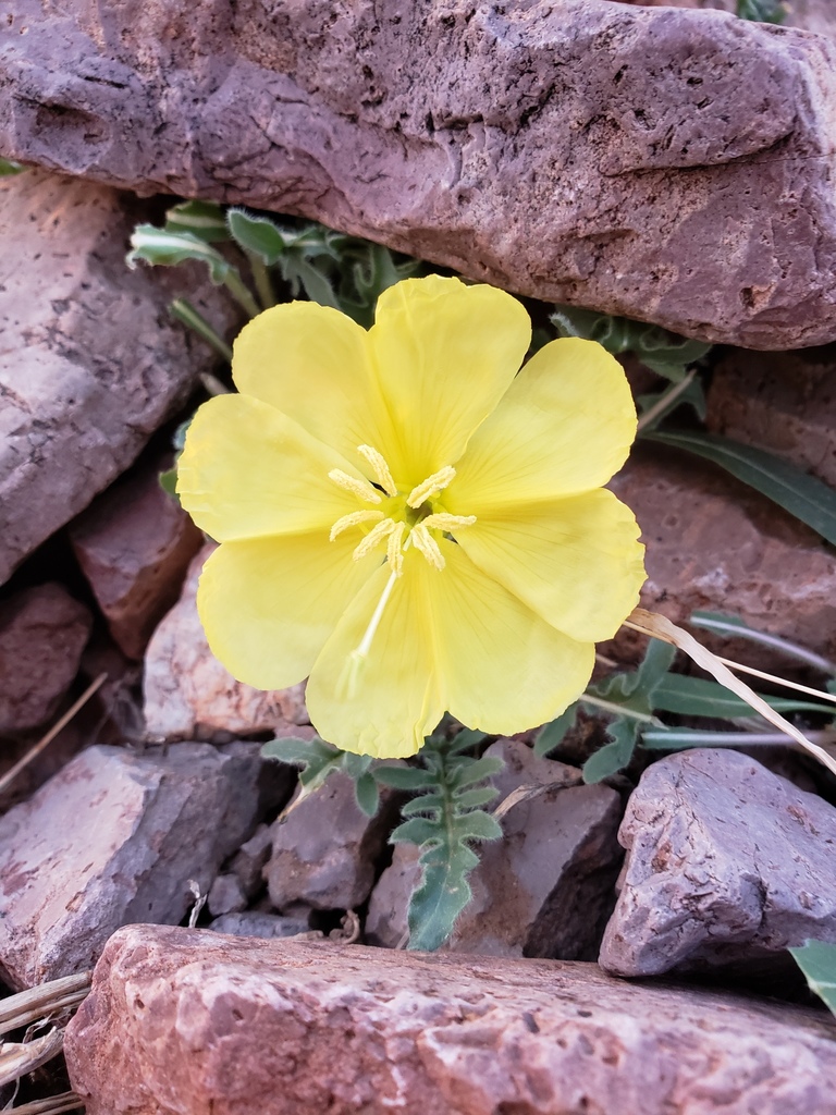 Oenothera primiveris (Yellow desert evening primrose), native California herb