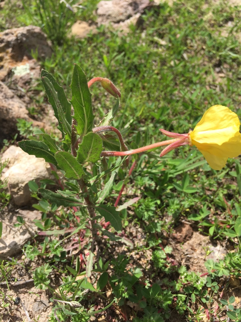 Oenothera pubescens (Pubescent evening primrose), native California herb
