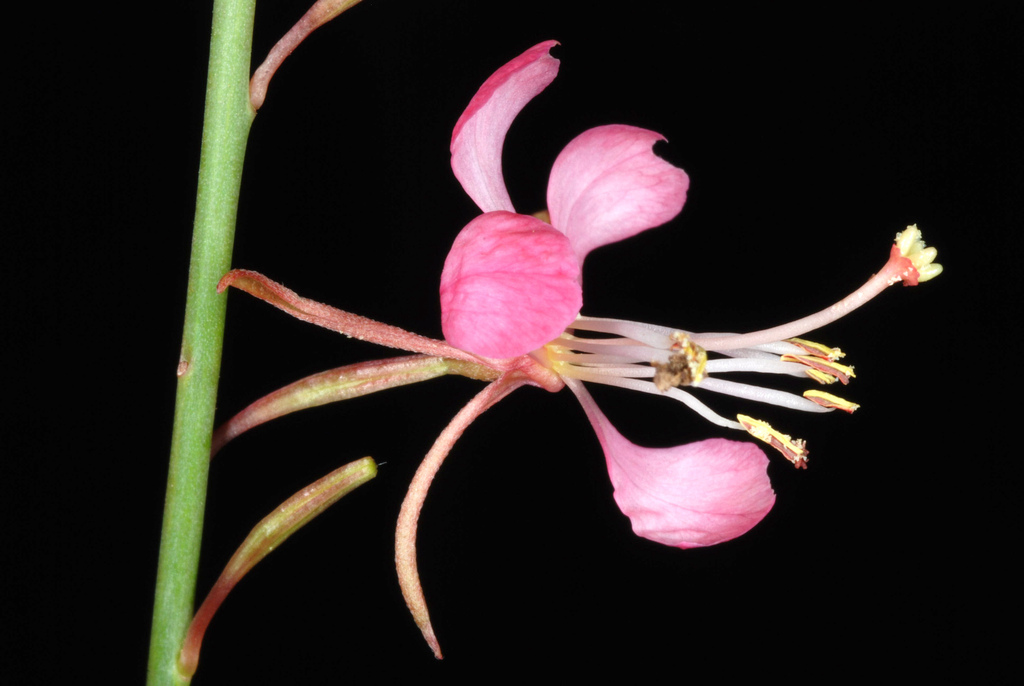 Oenothera sinuosa (Wavy-leaved gaura), non-native California herb