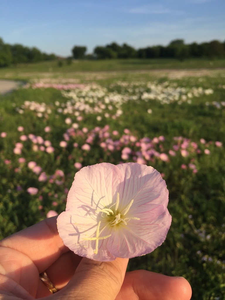 Oenothera speciosa (Mexican evening primrose), non-native California subshrub