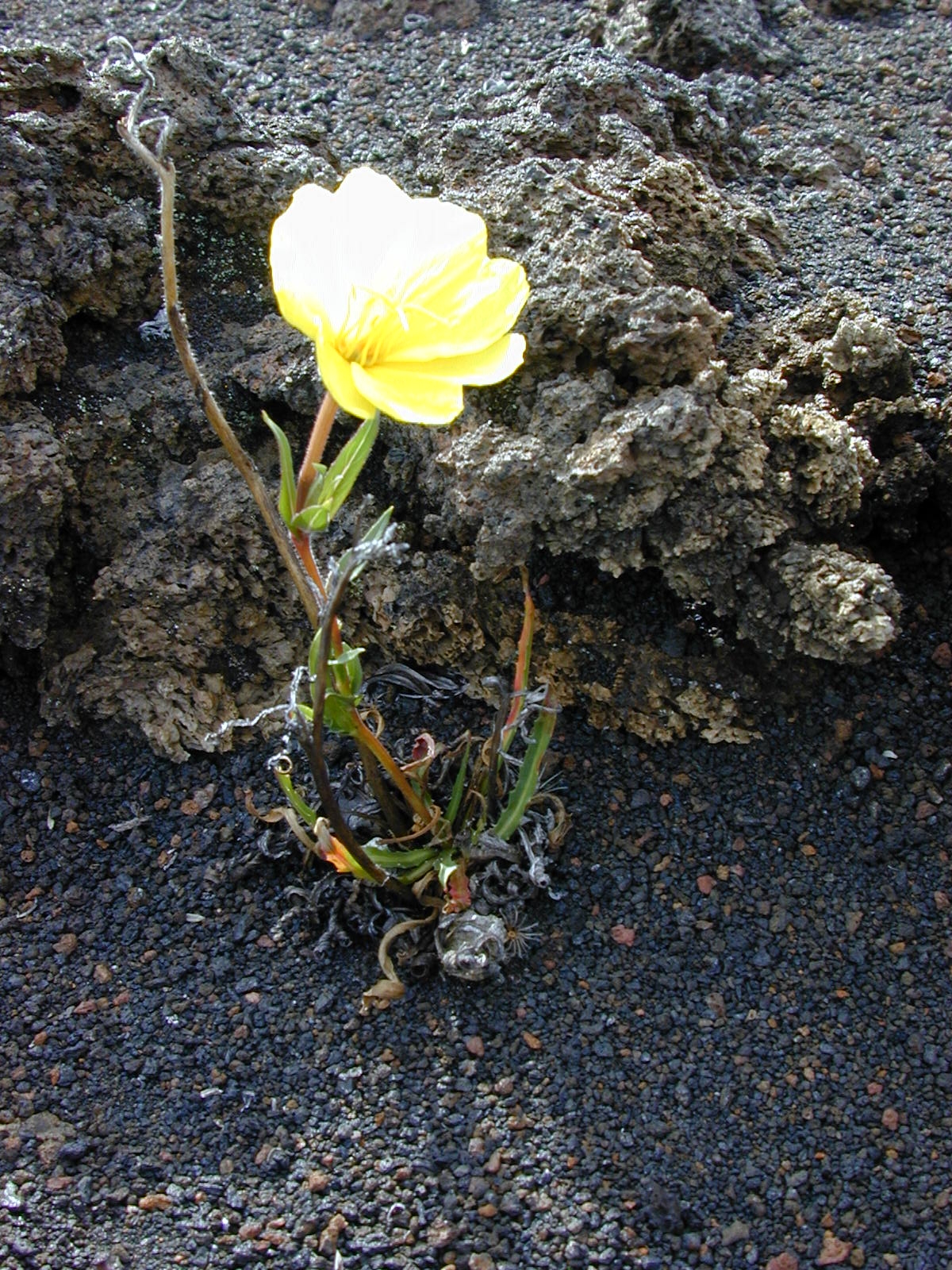 Oenothera stricta subsp. stricta, non-native California annual