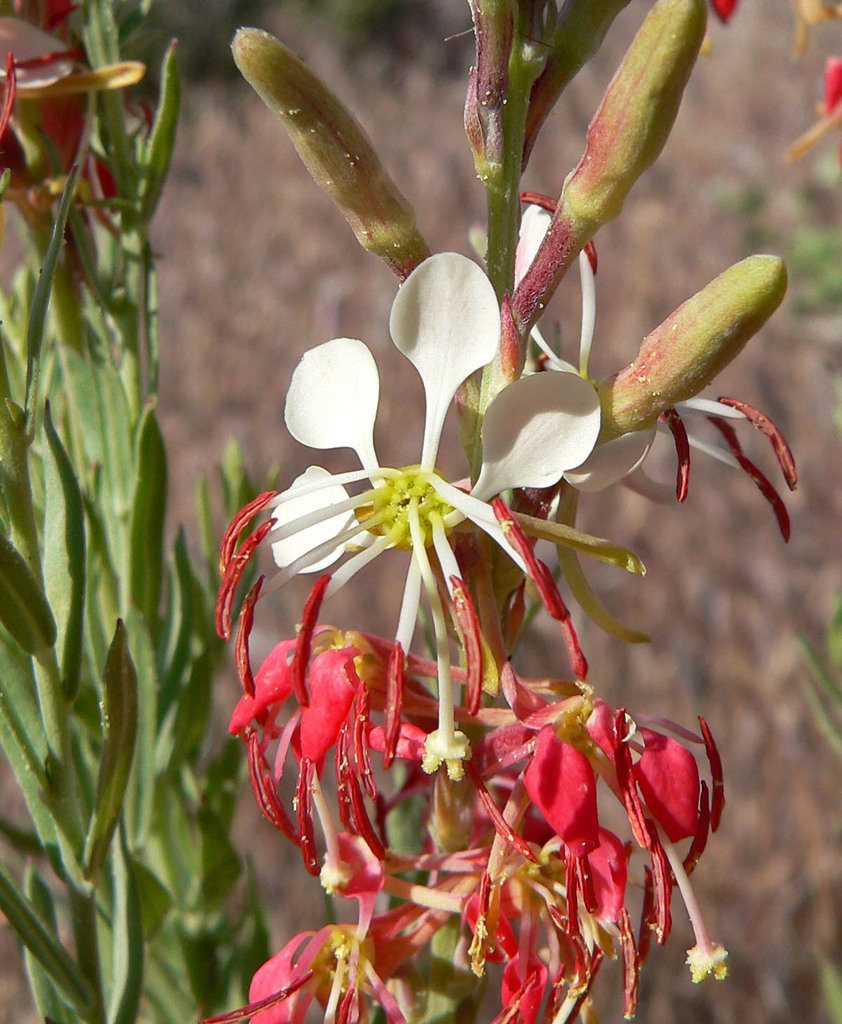 Oenothera suffrutescens (Wild honeysuckle), native California subshrub