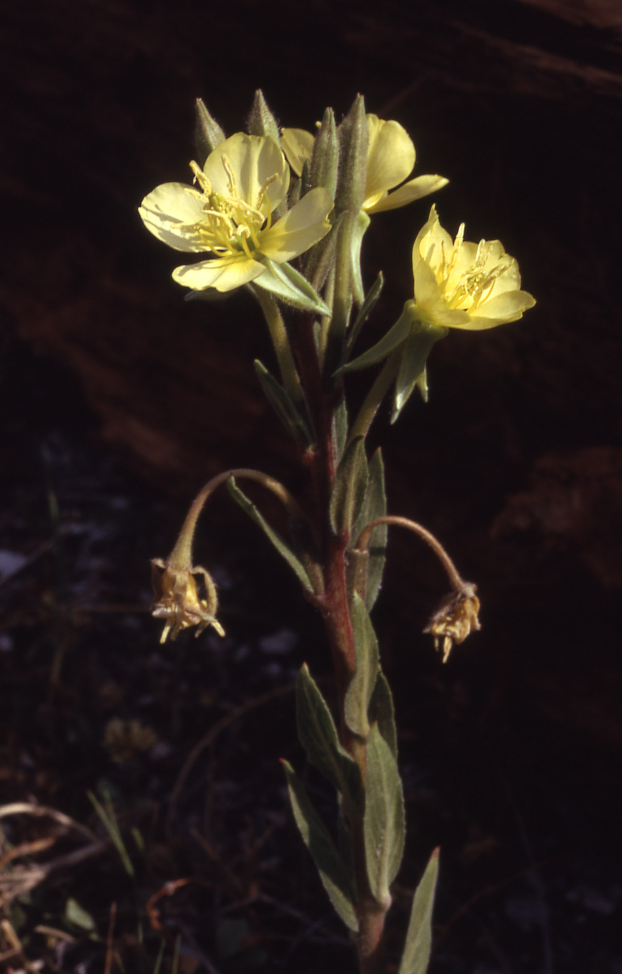 Oenothera villosa subsp. strigosa, native California herb
