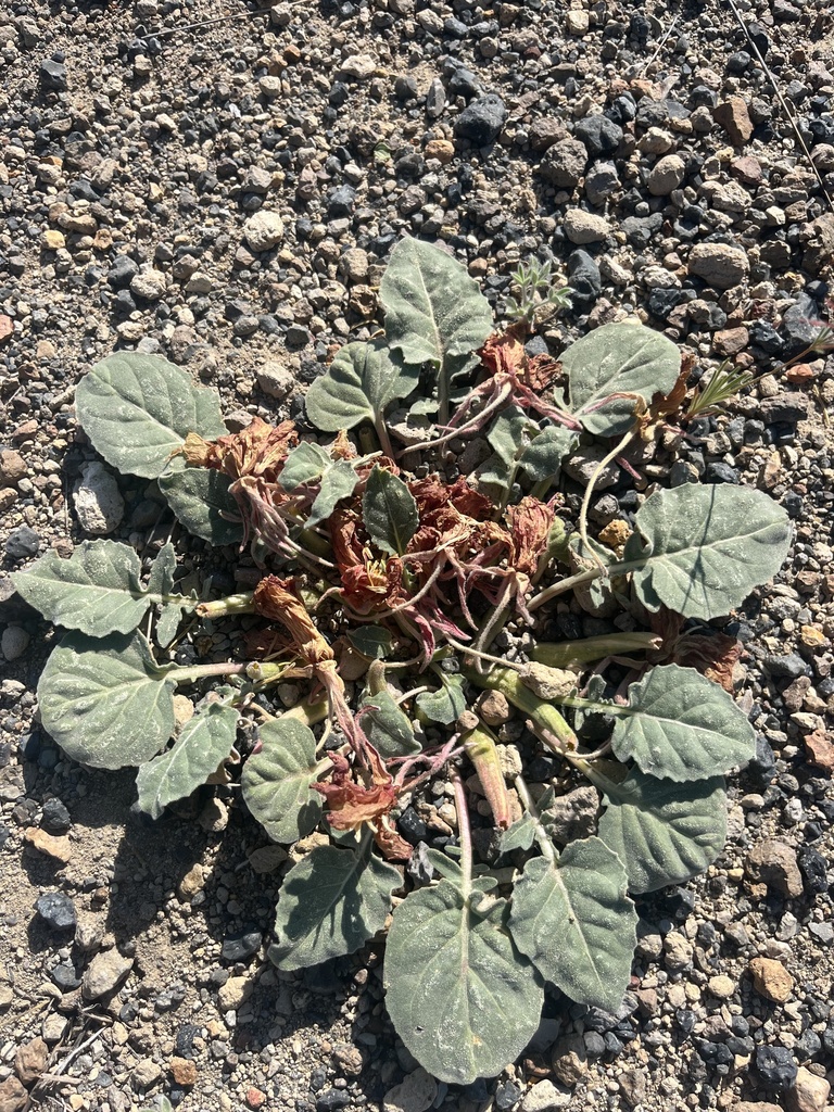 Oenothera xylocarpa (Wood fruit evening primrose), native California herb