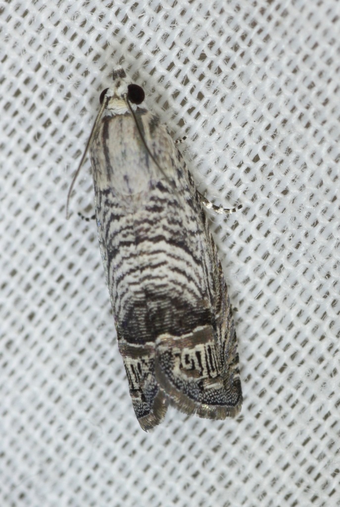Ofatulena duodecemstriata, California species