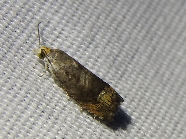 Ofatulena luminosa, California species